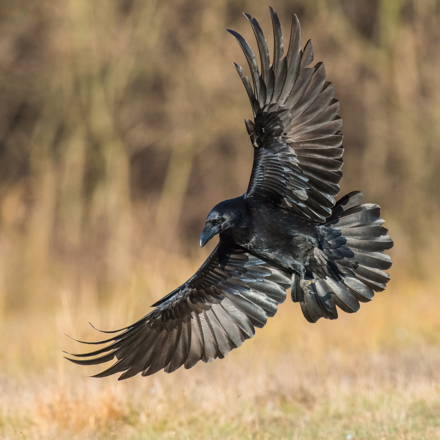 krkavec velký (Corvus corax) Common raven