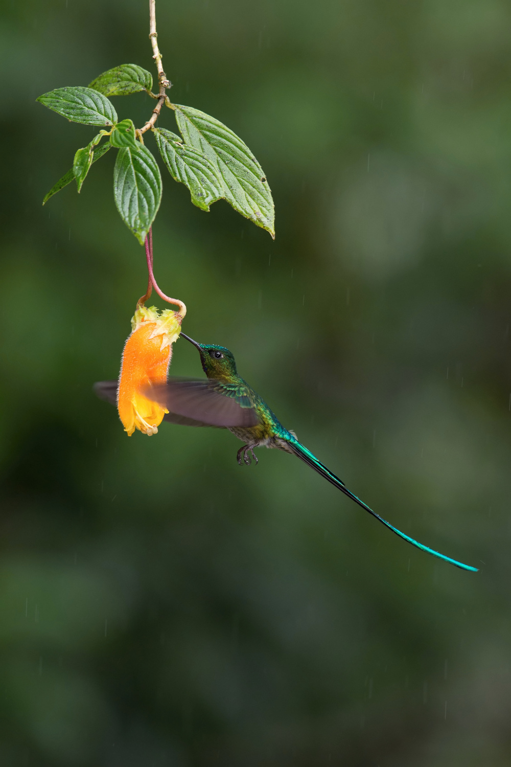 kolibřík Kingův (Aglaiocercus kingi) Long-tailed sylph