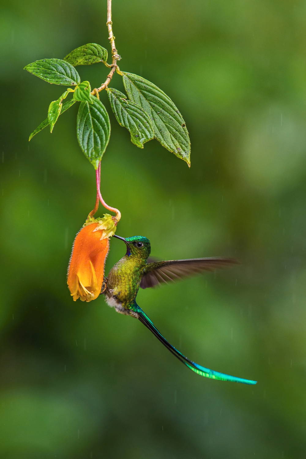 kolibřík Kingův (Aglaiocercus kingi) Long-tailed sylph