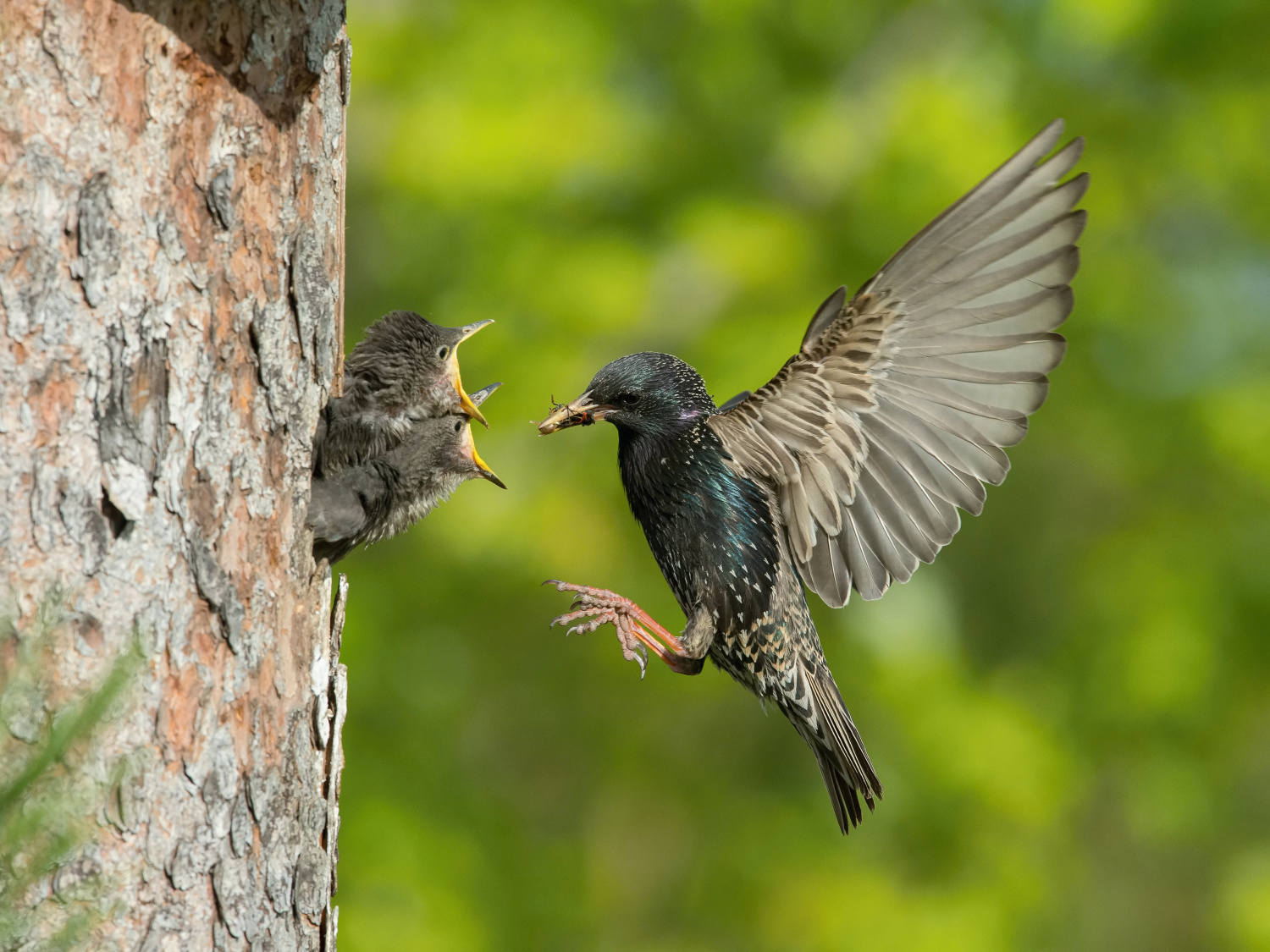 špaček obecný (Sturnus vulgaris) Common starling