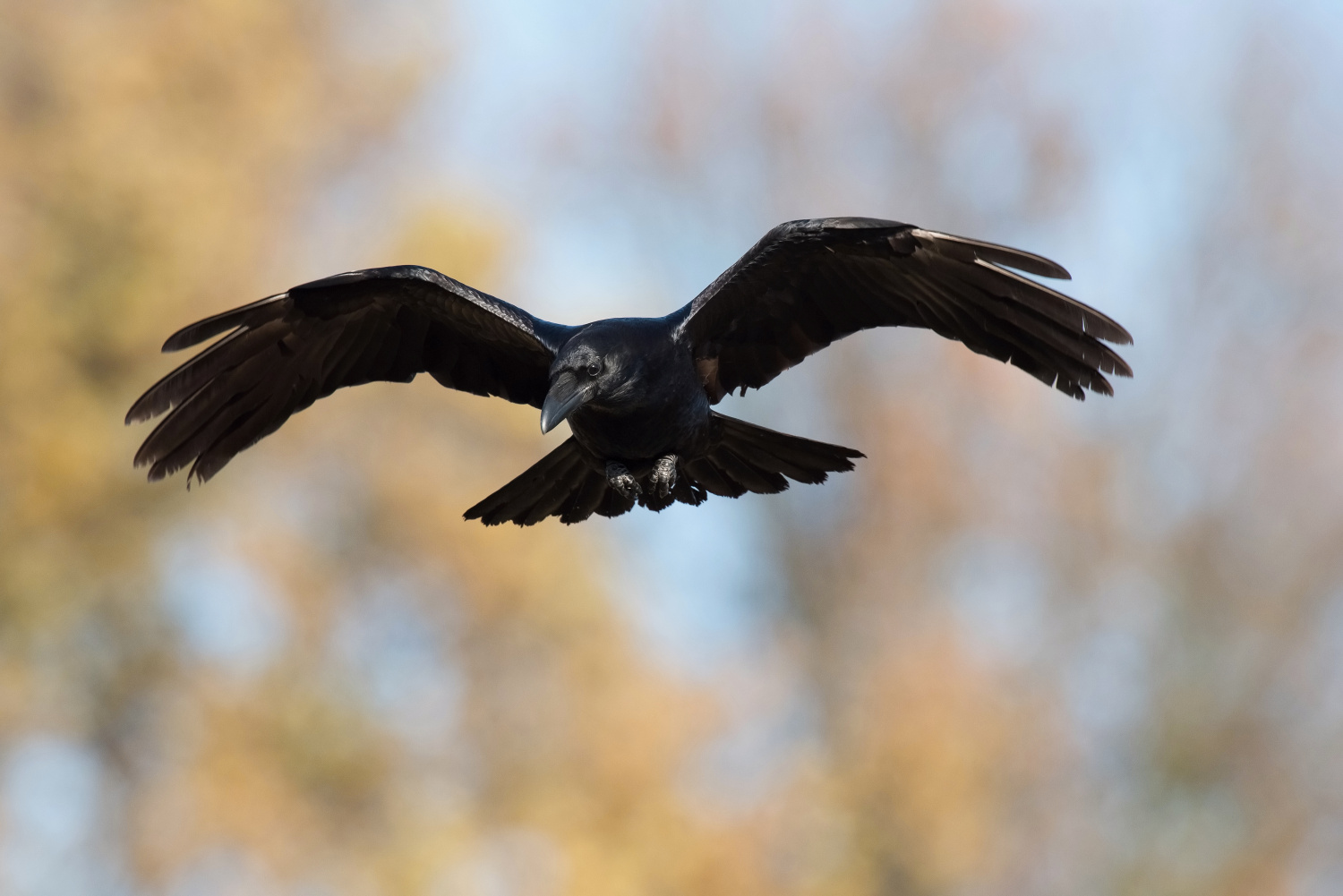 krkavec velký (Corvus corax) Common raven