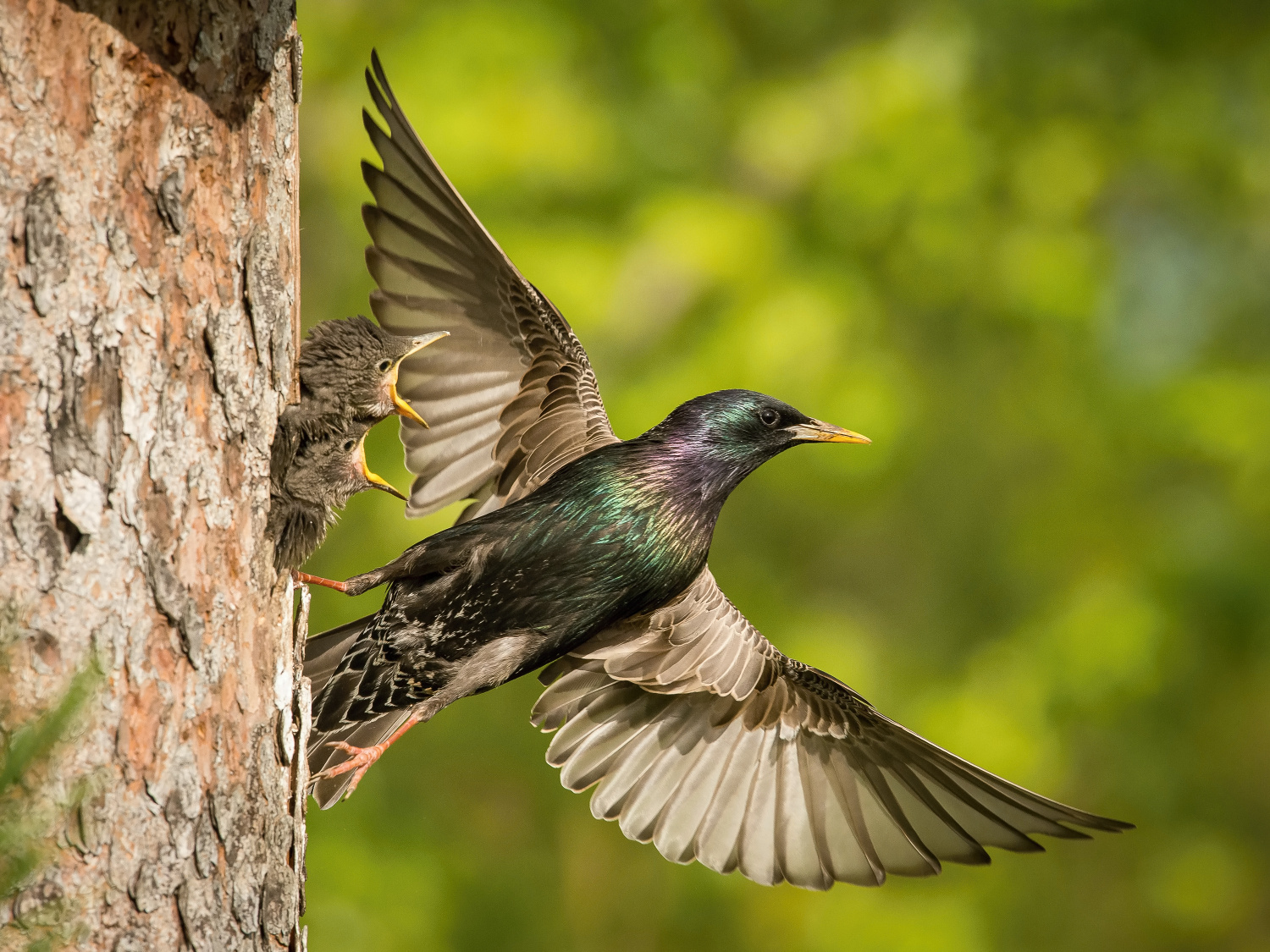 špaček obecný (Sturnus vulgaris) Common starling