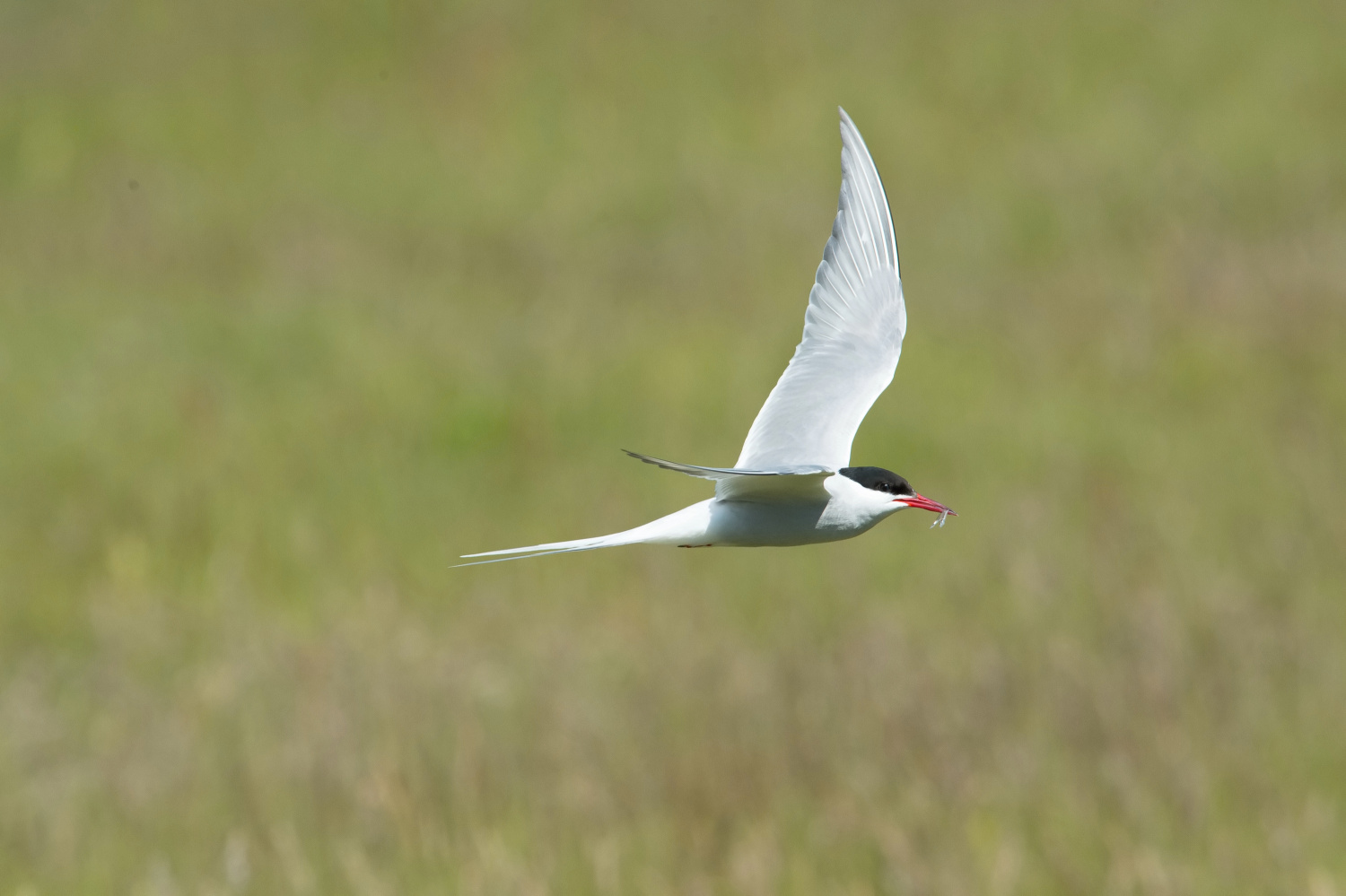 rybák dlouhoocasý (Sterna paradisaea) Arctic tern