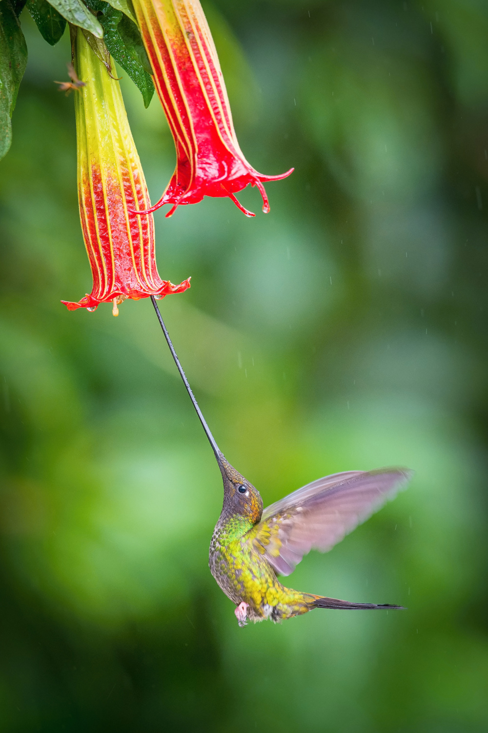 kolibřík mečozobec (Ensifera ensifera) Sword-billed hummingbird