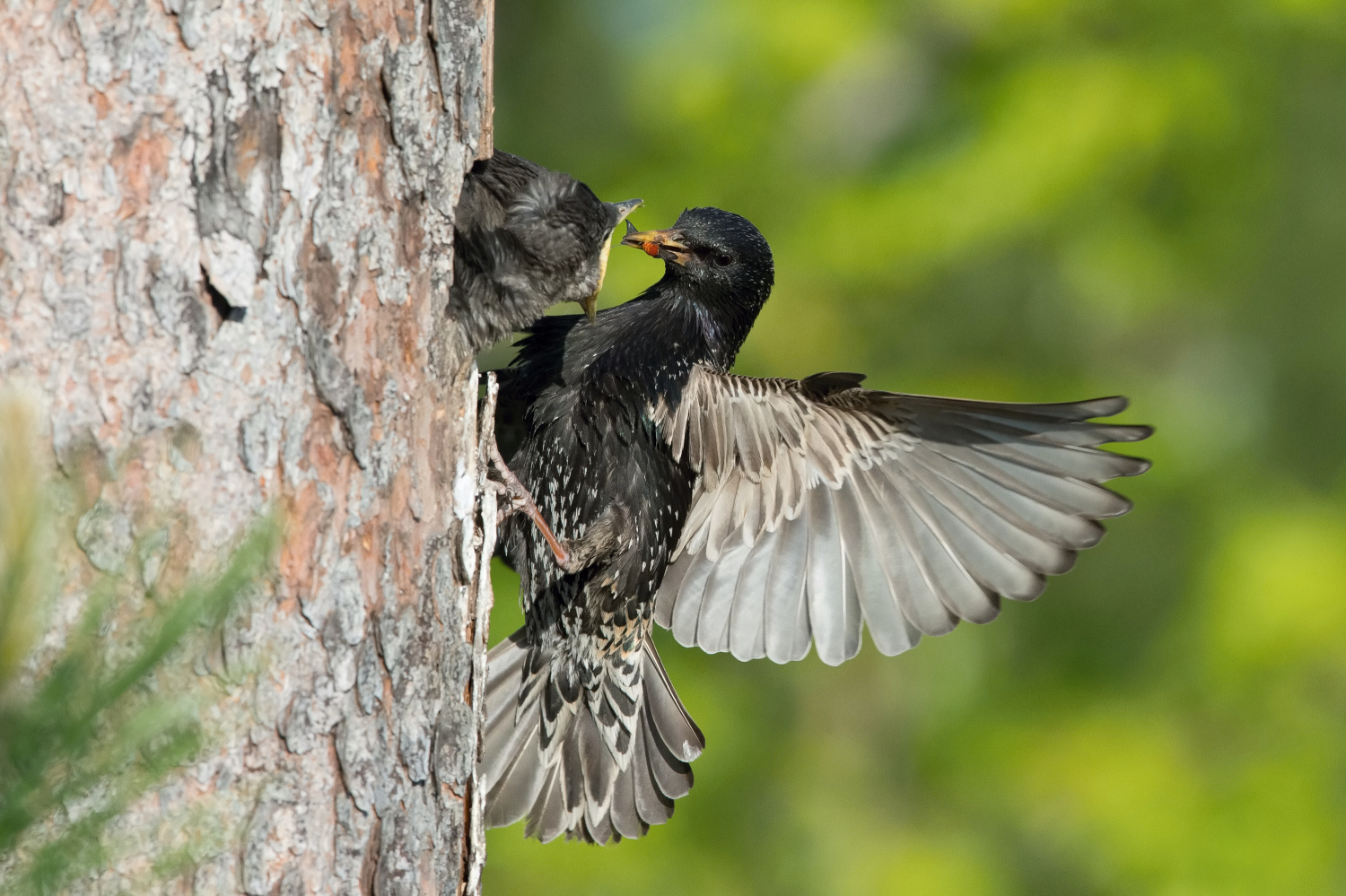 špaček obecný (Sturnus vulgaris) Common starling