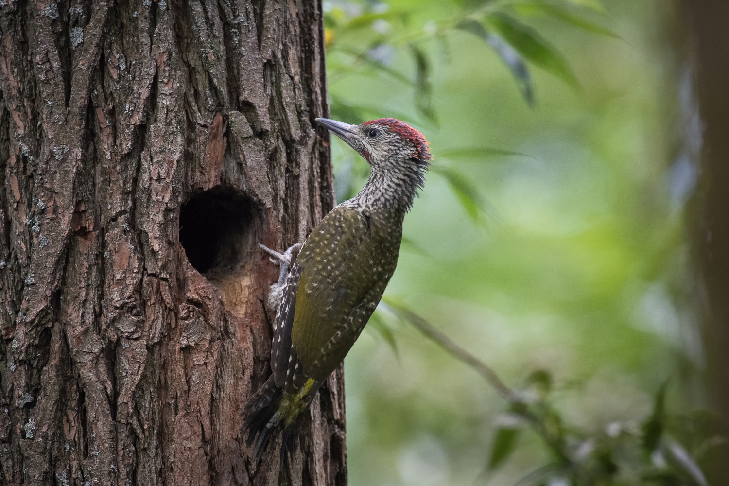 žluna zelená (Picus viridis) European green woodpecker