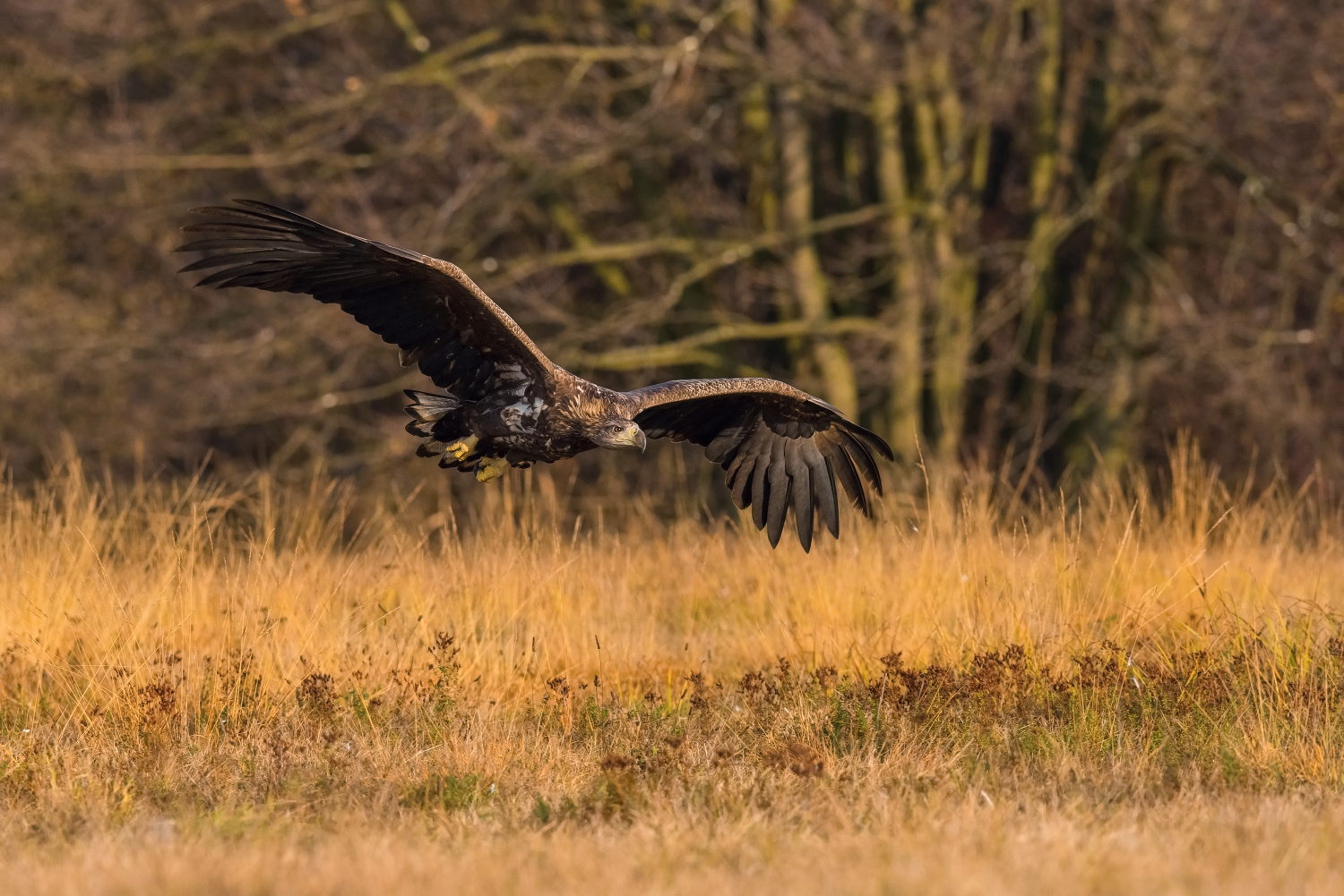 orel mořský (Haliaeetus albicilla) White-tailed eagle