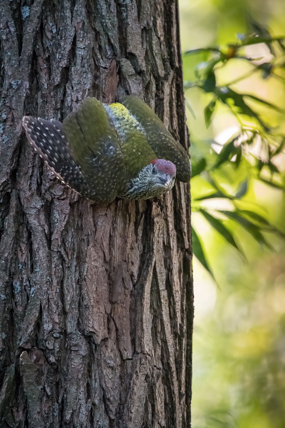 žluna zelená (Picus viridis) European green woodpecker