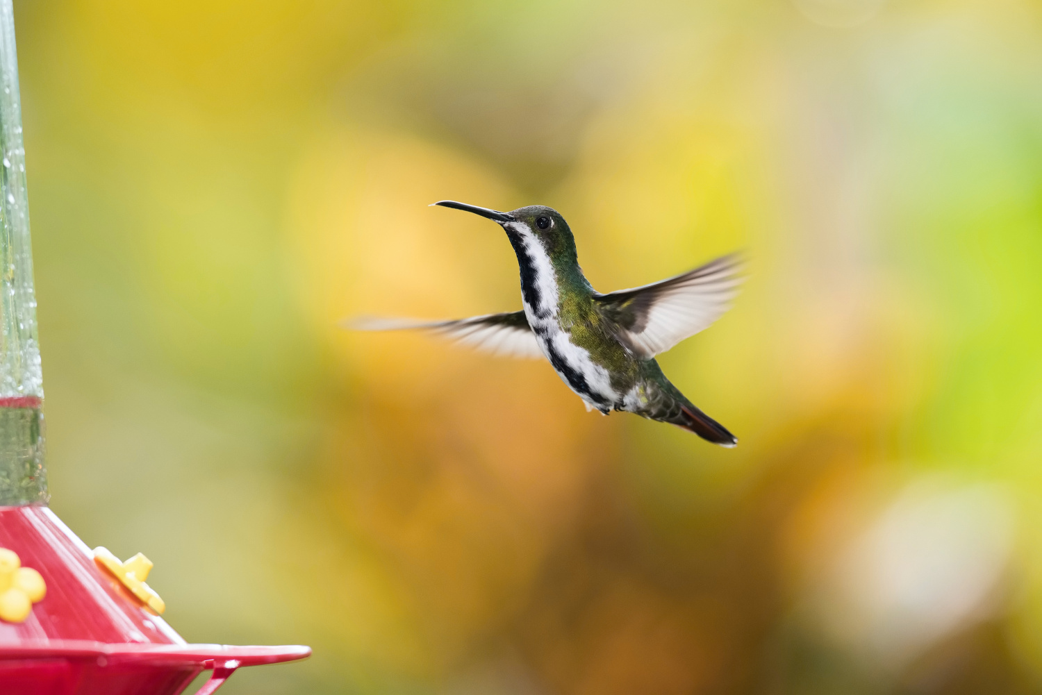 kolibřík žlutohrdlý (Chrysolampis mosquitus) Ruby-topaz hummingbird