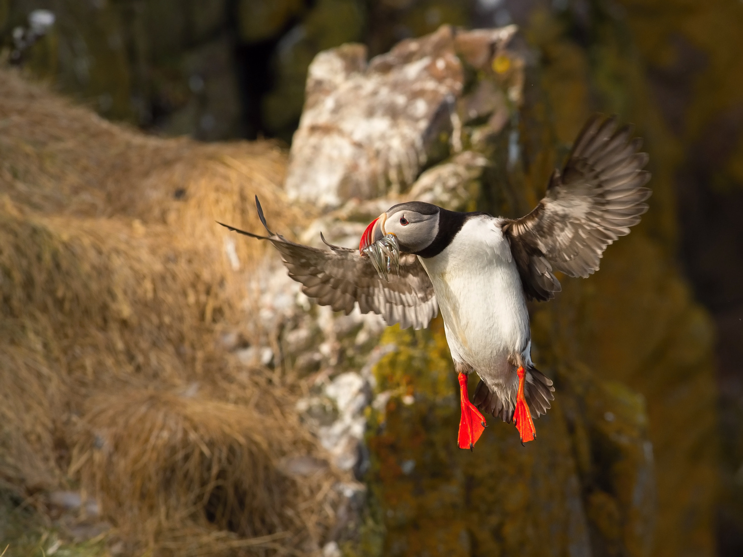 papuchalk bělobradý ploskozobý (Fratercula arctica) Atlantic puffin