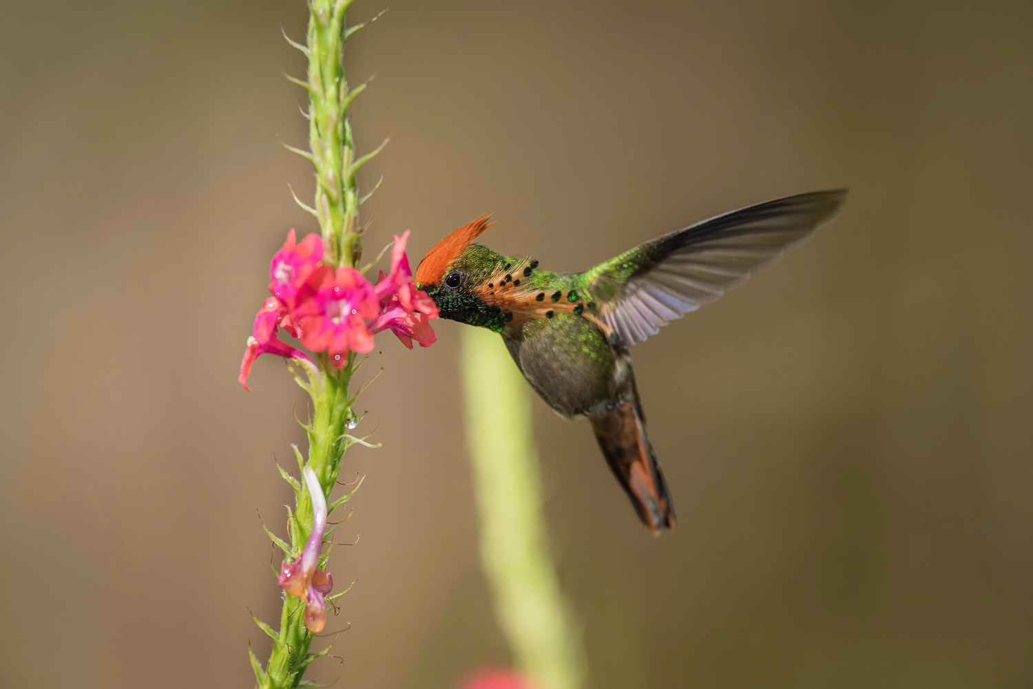 kolibřík ozdobný (Lophornis ornatus) Tufted coquette