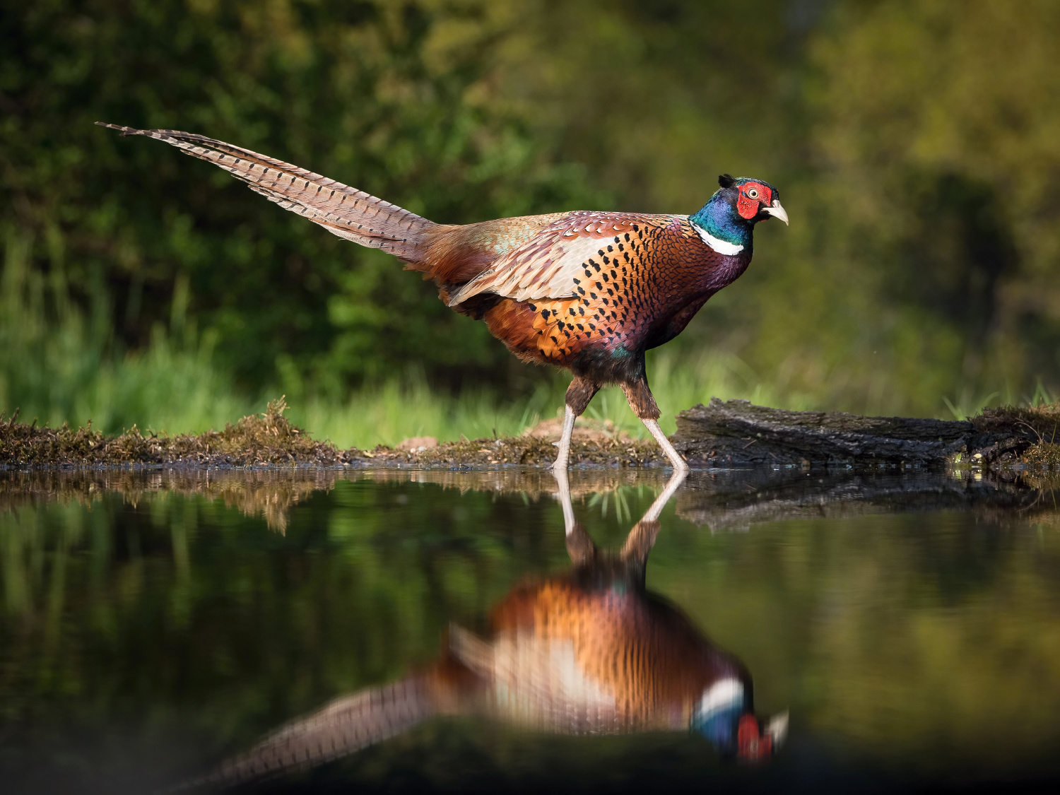 bažant obecný (Phasianus colchicus) Common pheasant