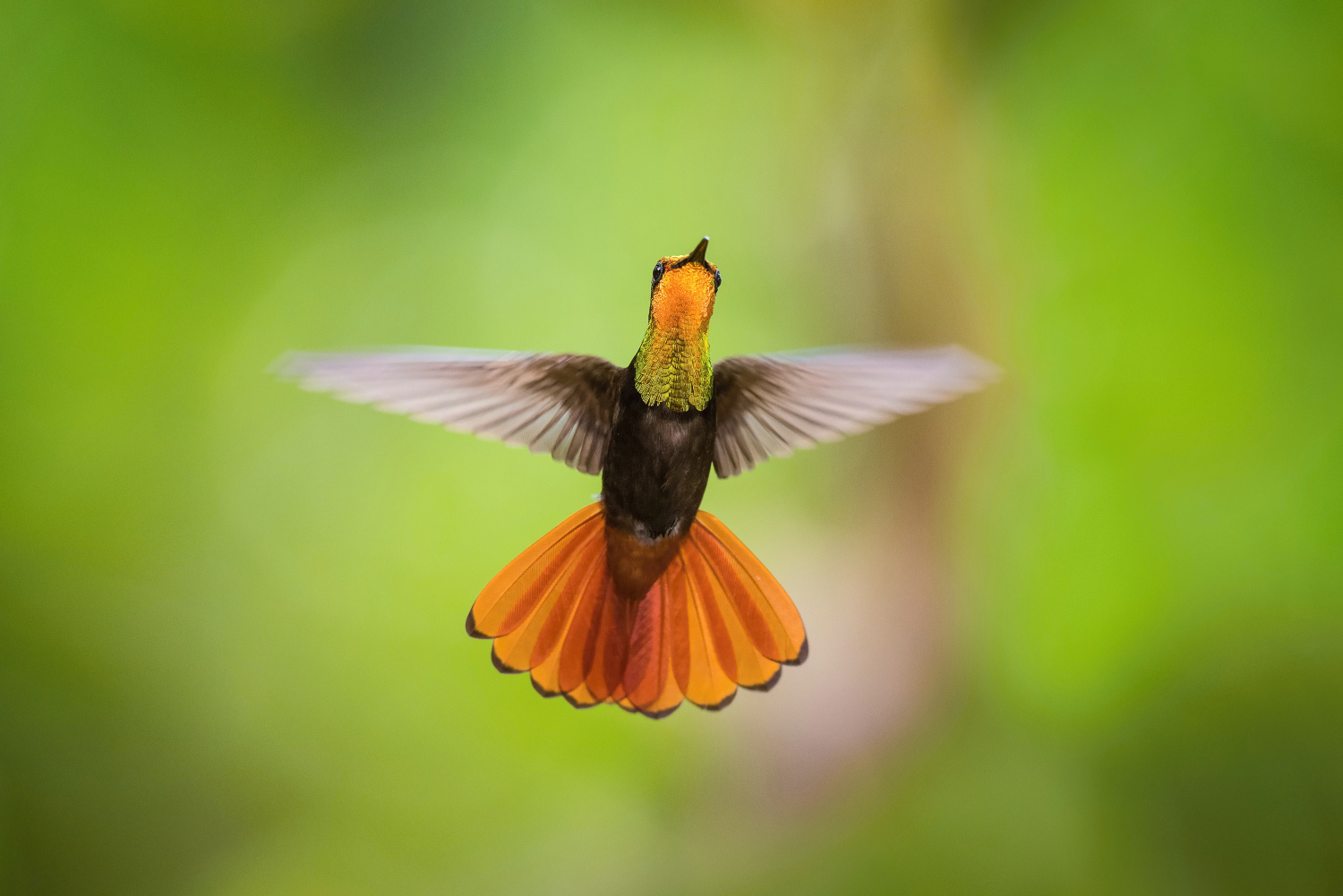 kolibřík žlutohrdlý (Chrysolampis mosquitus) Ruby-topaz hummingbird