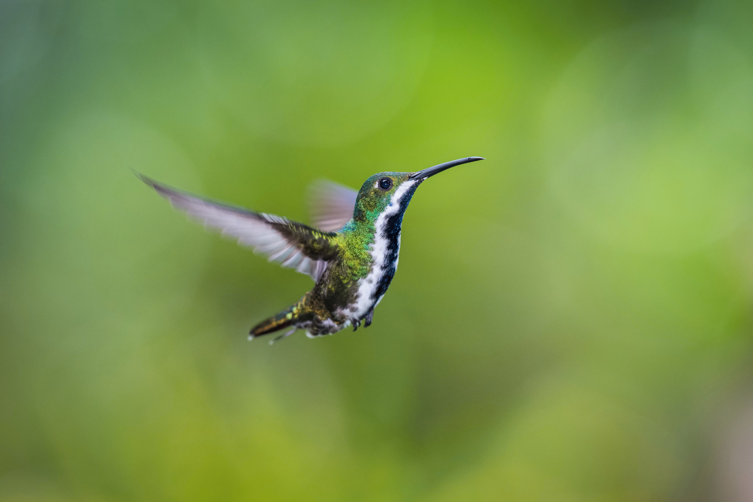 kolibřík žlutohrdlý (Chrysolampis mosquitus) Ruby-topaz hummingbird