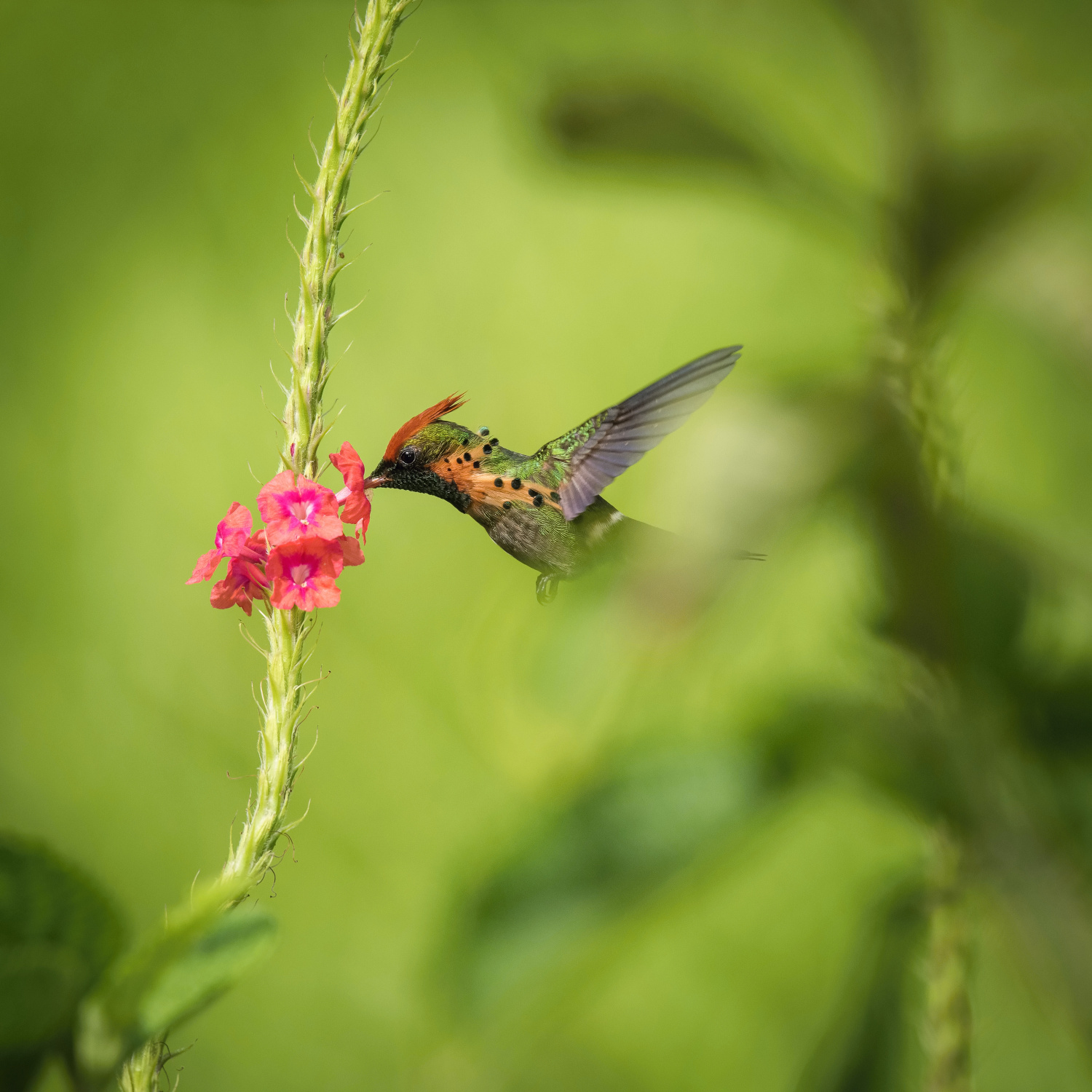 kolibřík ozdobný (Lophornis ornatus) Tufted coquette