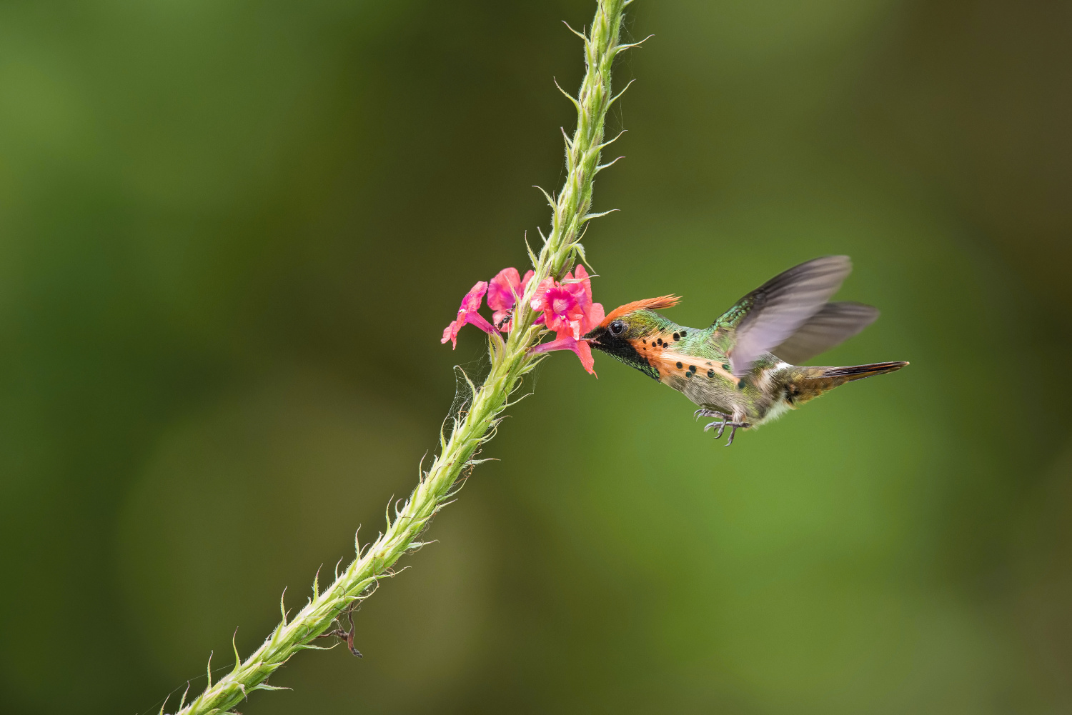 kolibřík ozdobný (Lophornis ornatus) Tufted coquette