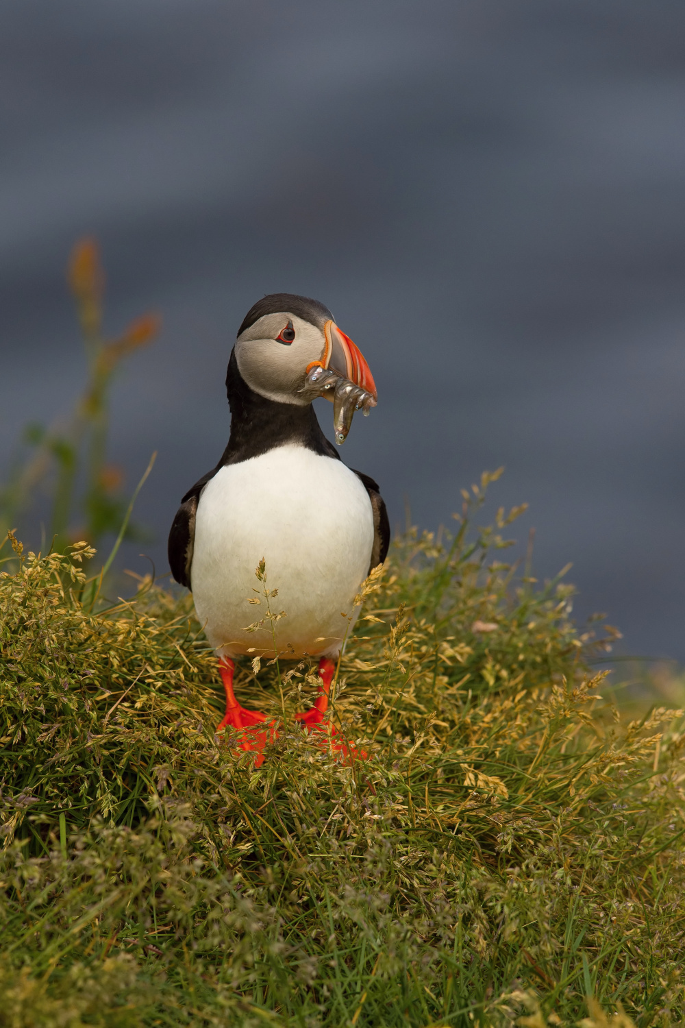 papuchalk bělobradý ploskozobý (Fratercula arctica) Atlantic puffin