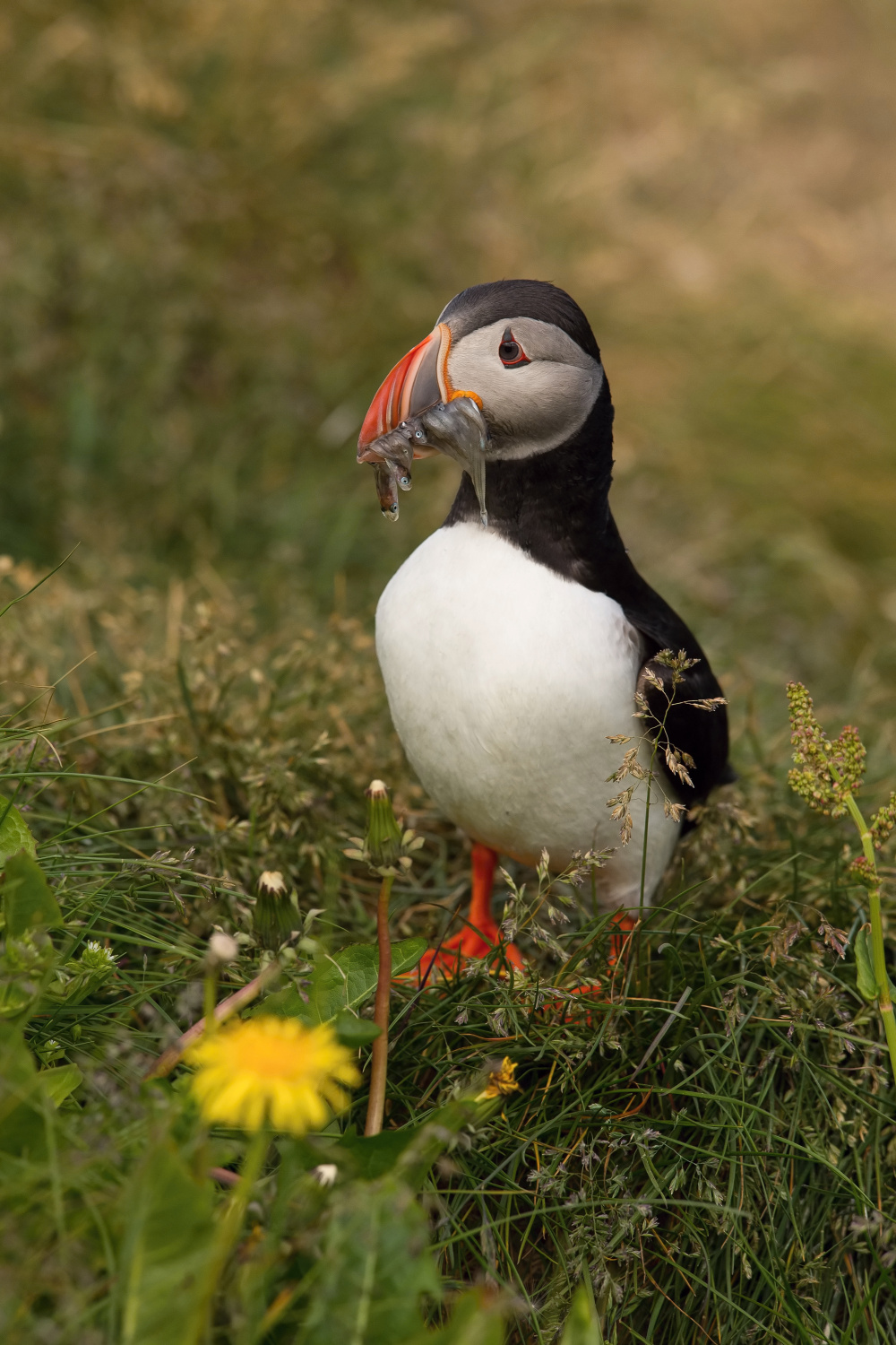 papuchalk bělobradý ploskozobý (Fratercula arctica) Atlantic puffin