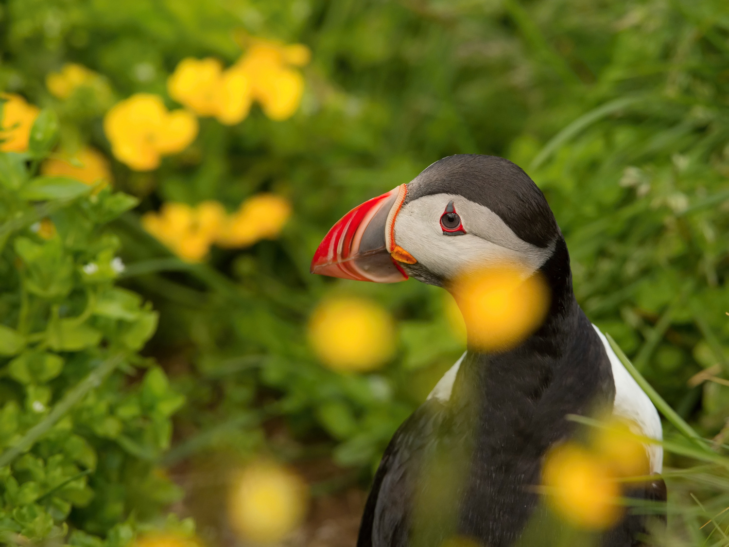 papuchalk bělobradý ploskozobý (Fratercula arctica) Atlantic puffin