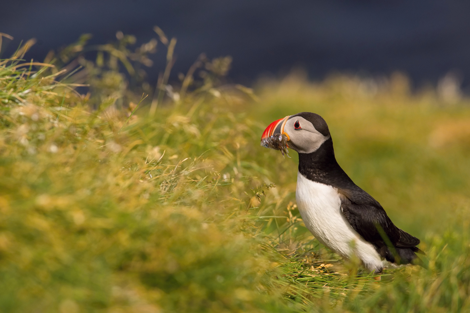 papuchalk bělobradý ploskozobý (Fratercula arctica) Atlantic puffin