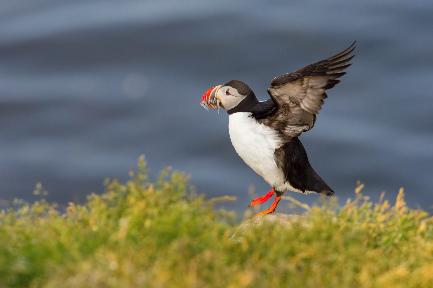 papuchalk bělobradý ploskozobý (Fratercula arctica) Atlantic puffin