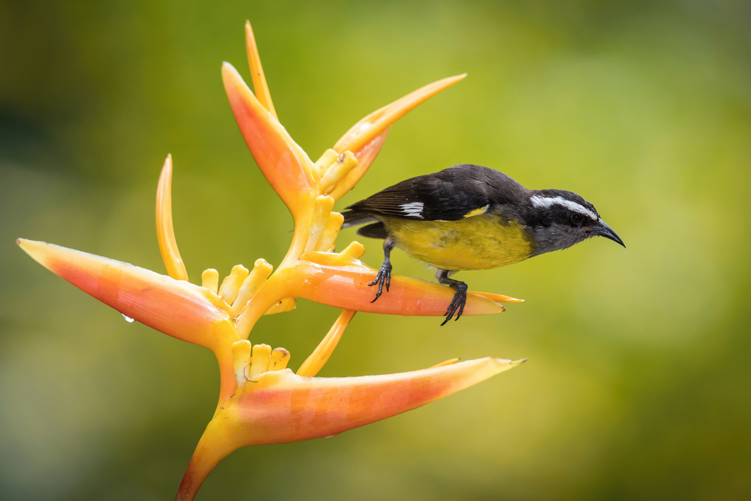 banakit americký (Coereba flaveola) Bananaquit