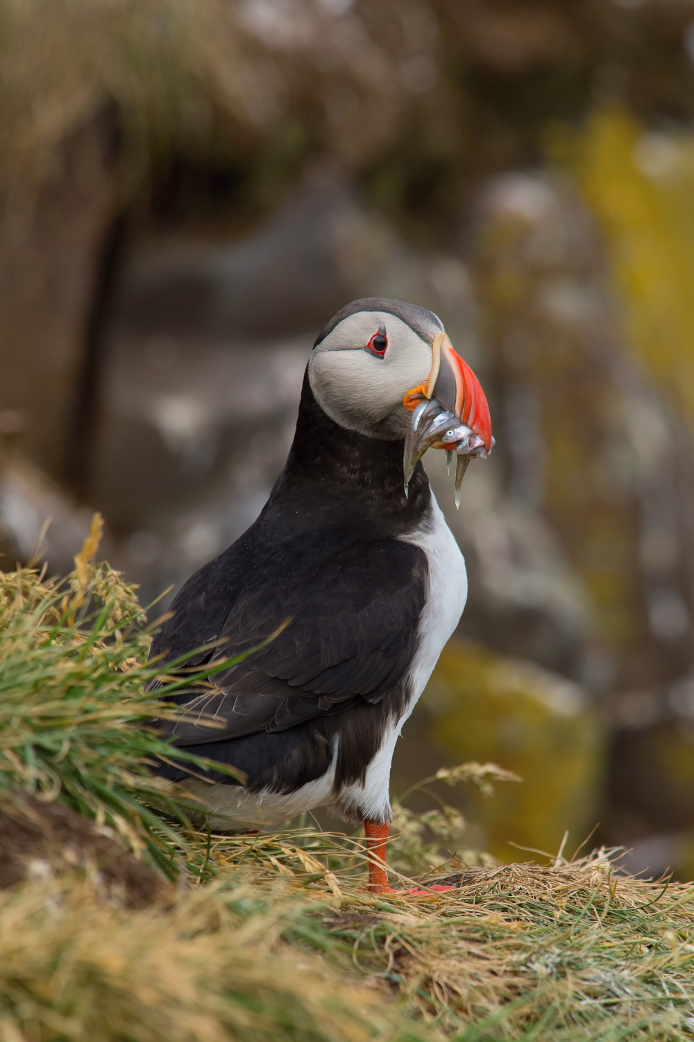 papuchalk bělobradý ploskozobý (Fratercula arctica) Atlantic puffin