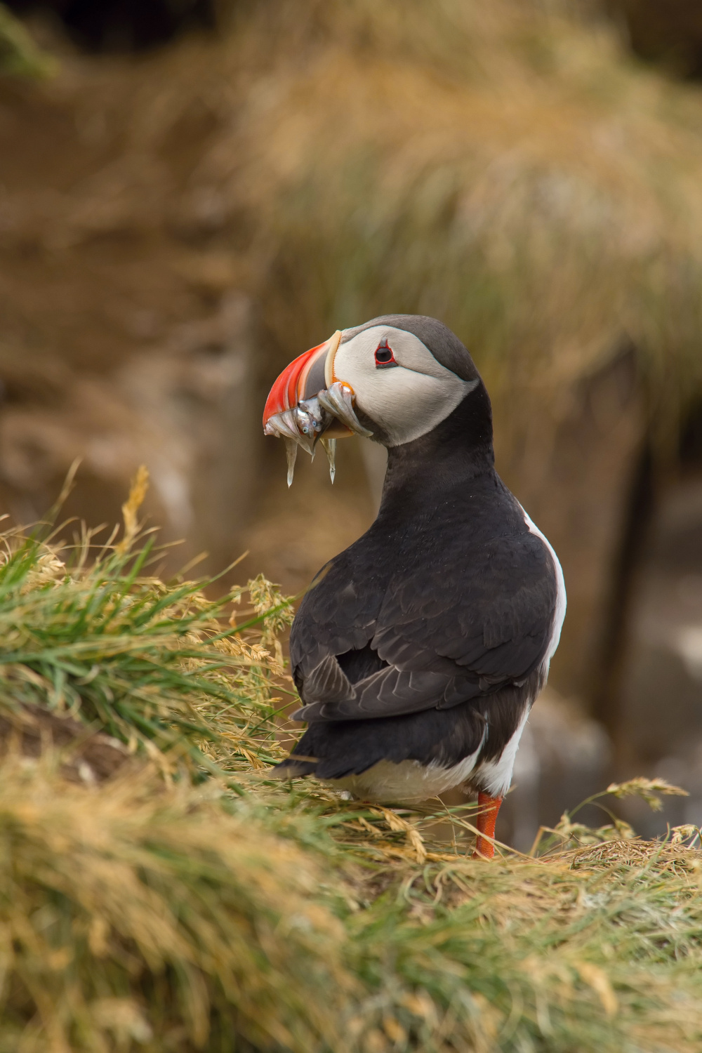 papuchalk bělobradý ploskozobý (Fratercula arctica) Atlantic puffin