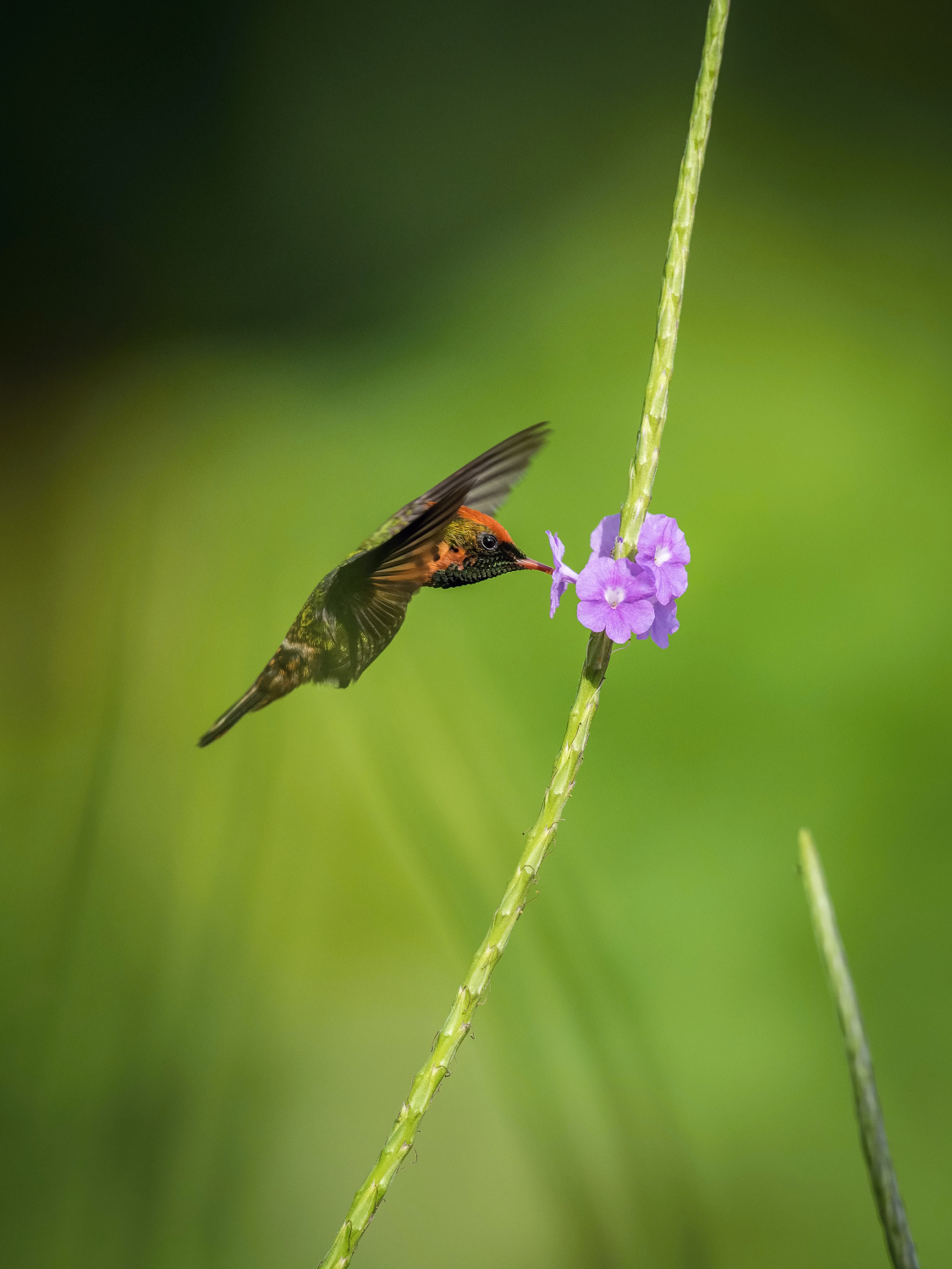 kolibřík ozdobný (Lophornis ornatus) Tufted coquette