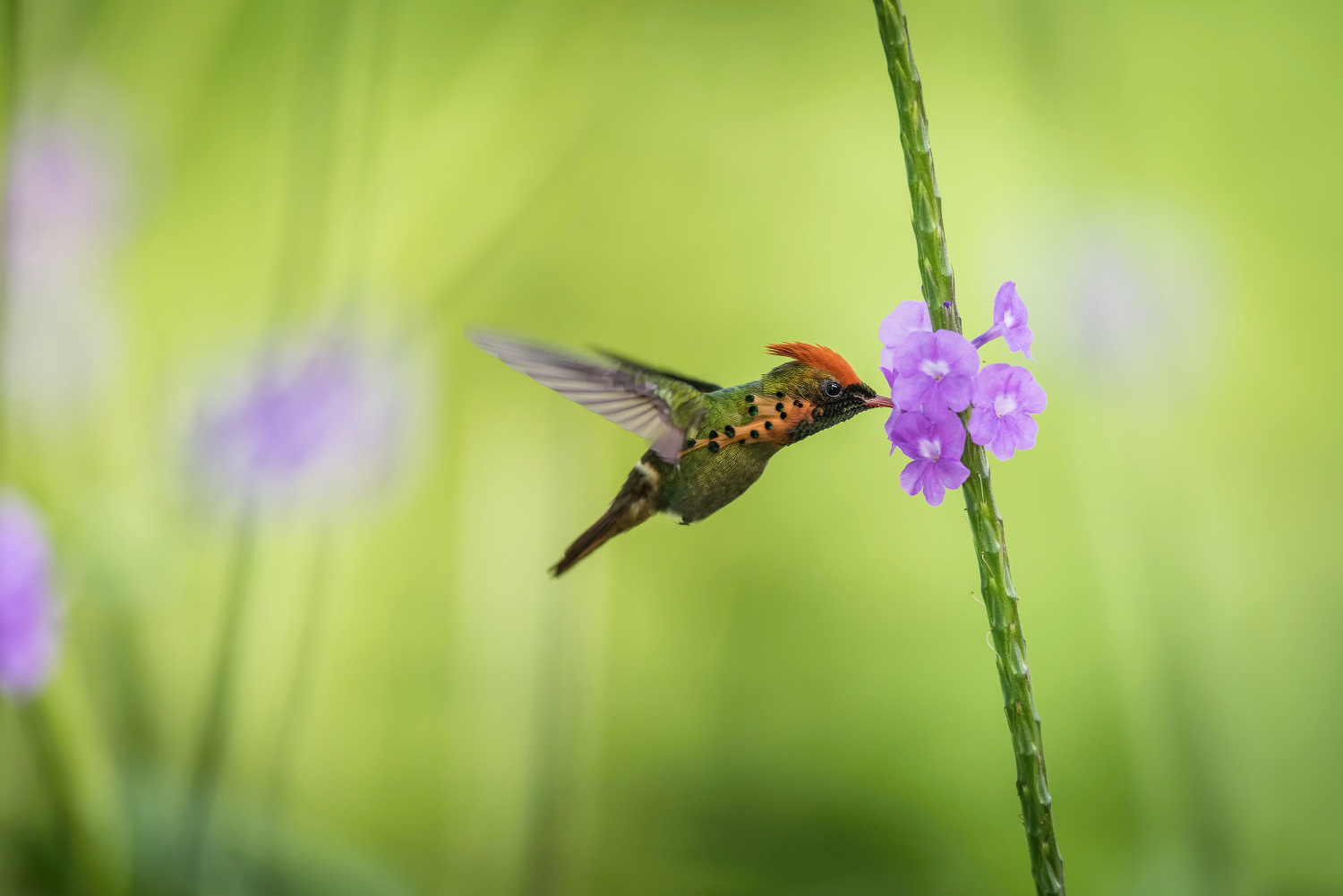 kolibřík ozdobný (Lophornis ornatus) Tufted coquette