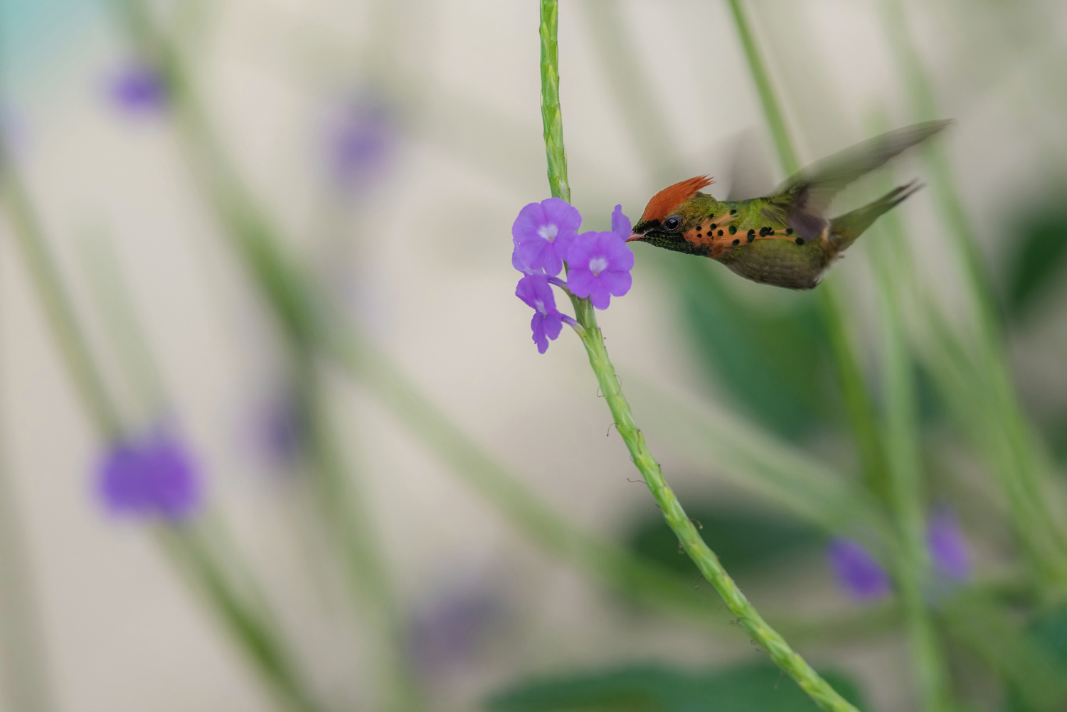 kolibřík ozdobný (Lophornis ornatus) Tufted coquette