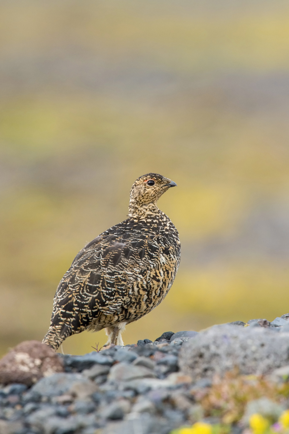 bělokur horský (Lagopus muta) Rock ptarmigan