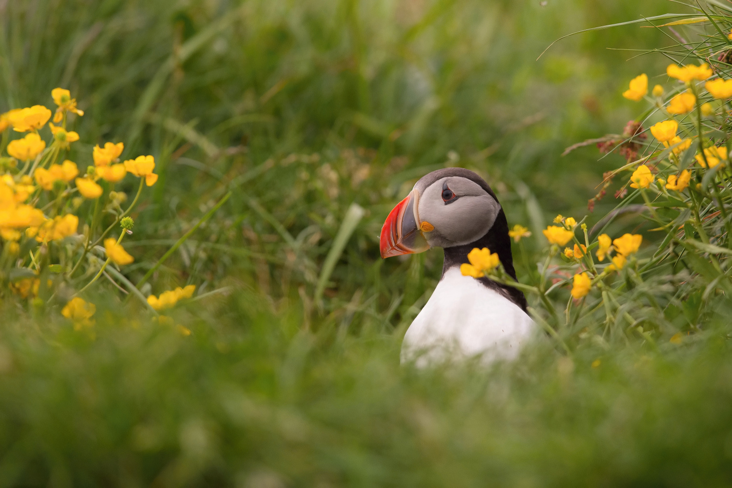 papuchalk bělobradý ploskozobý (Fratercula arctica) Atlantic puffin