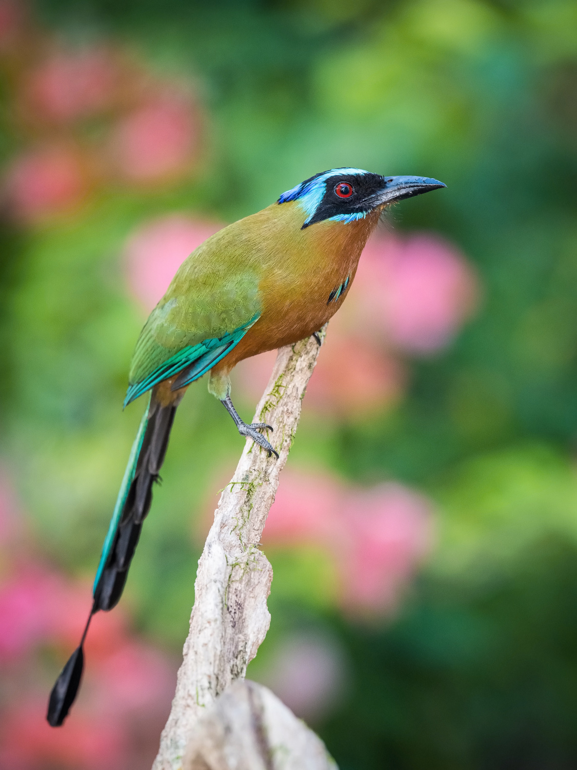 momot trinidadský (Momotus bahamensis) Trinidad motmot