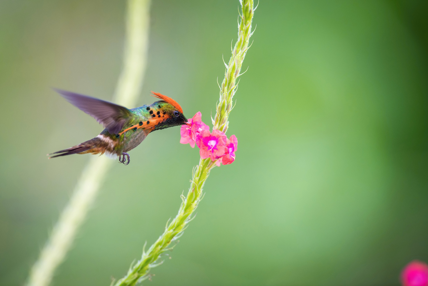 kolibřík ozdobný (Lophornis ornatus) Tufted coquette