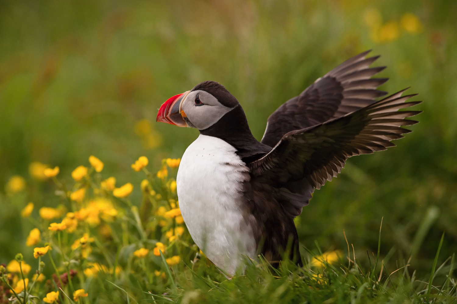 papuchalk bělobradý ploskozobý (Fratercula arctica) Atlantic puffin