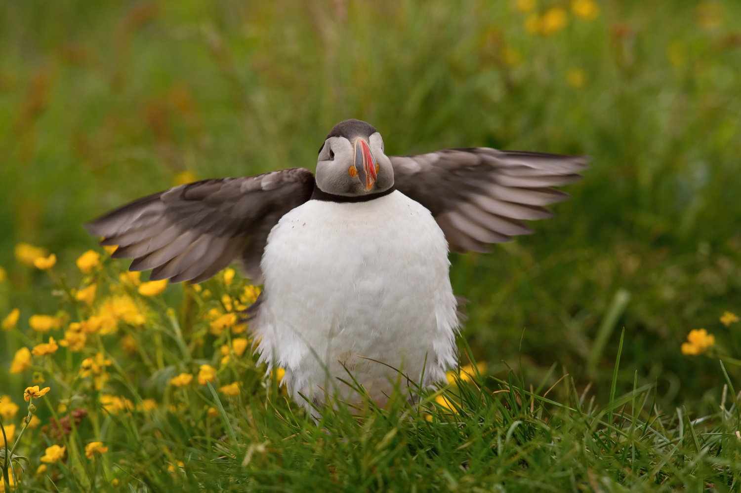 papuchalk bělobradý ploskozobý (Fratercula arctica) Atlantic puffin