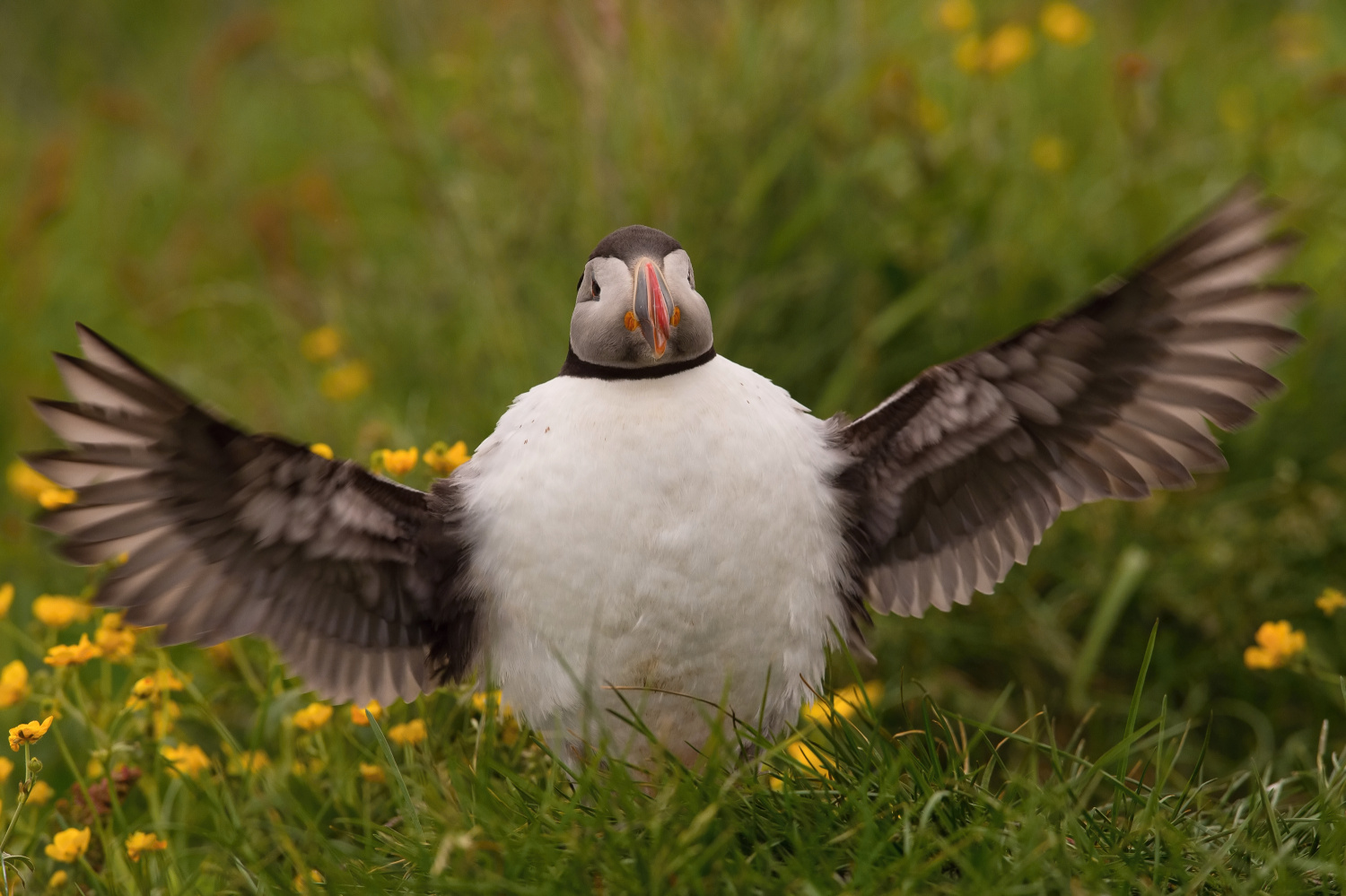 papuchalk bělobradý ploskozobý (Fratercula arctica) Atlantic puffin