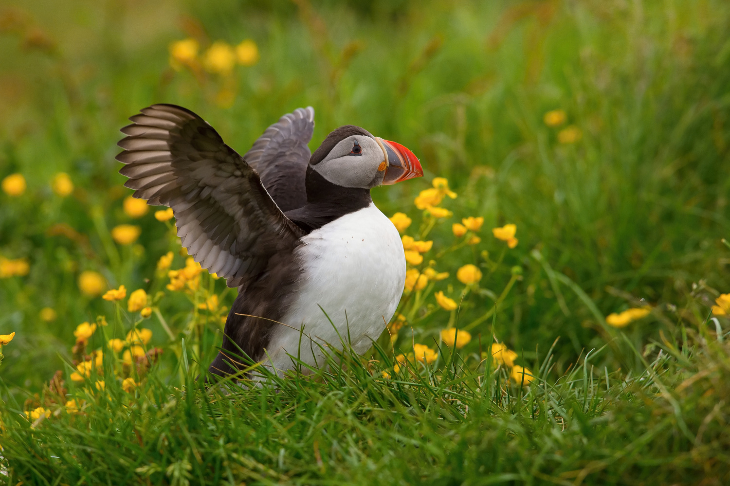 papuchalk bělobradý ploskozobý (Fratercula arctica) Atlantic puffin