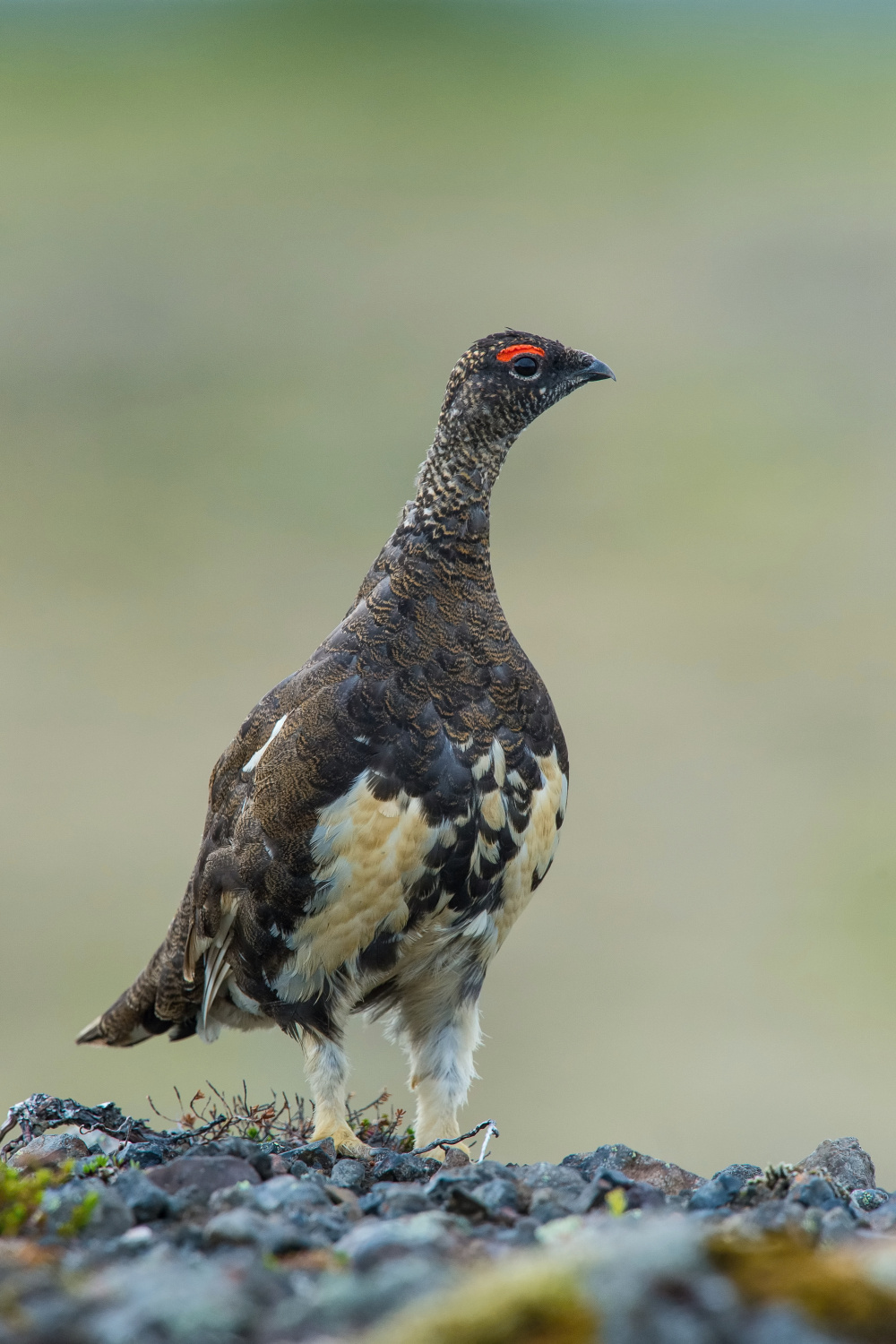 bělokur horský (Lagopus muta) Rock ptarmigan