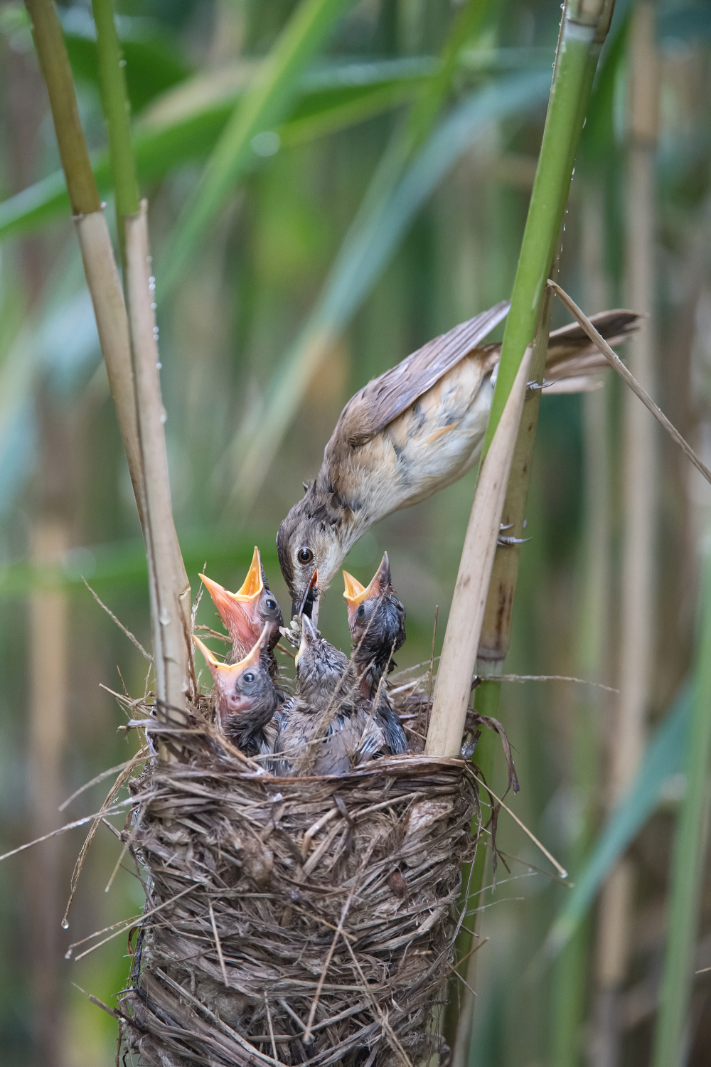 rákosník velký (Acrocephalus arundinaceus) Great reed warbler