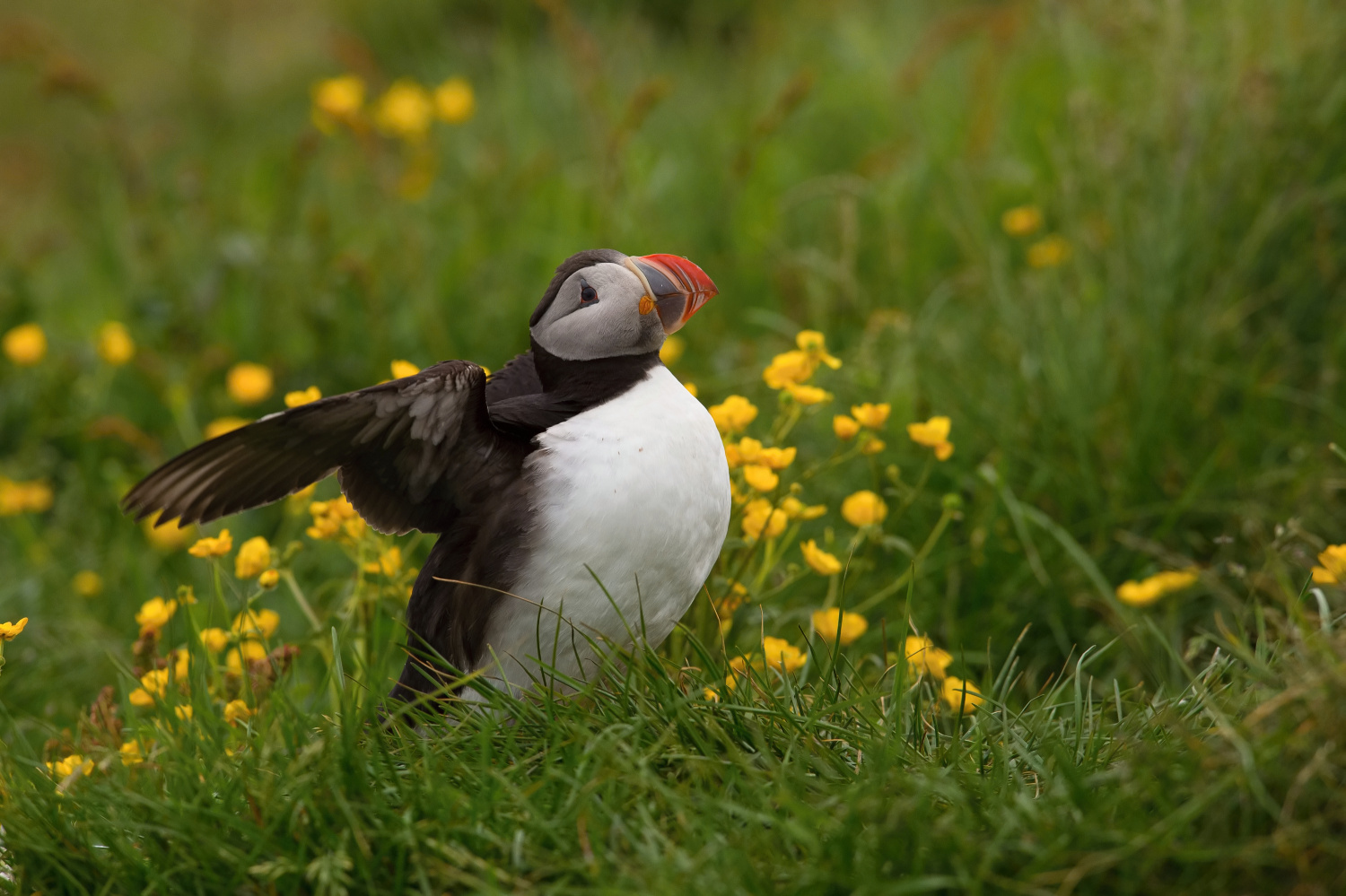 papuchalk bělobradý ploskozobý (Fratercula arctica) Atlantic puffin