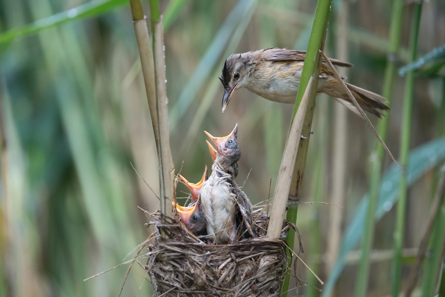 rákosník velký (Acrocephalus arundinaceus) Great reed warbler