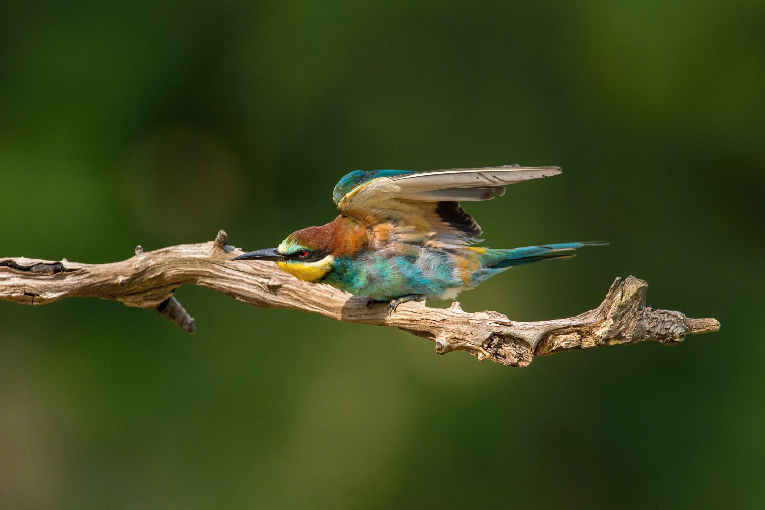 vlha pestrá (Merops apiaster) European bee-eater