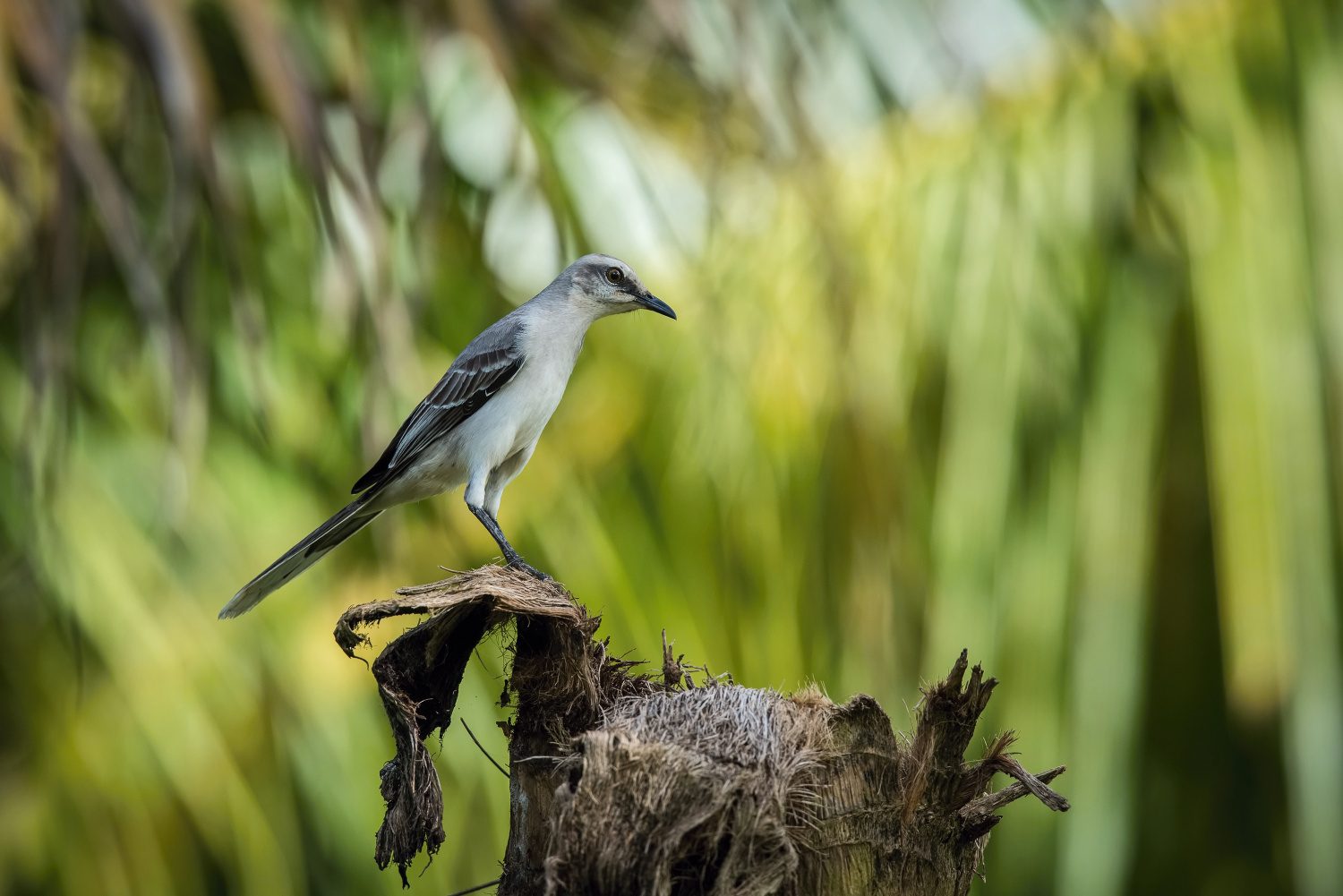 drozdec tropický (Mimus gilvus) Tropical mockingbird