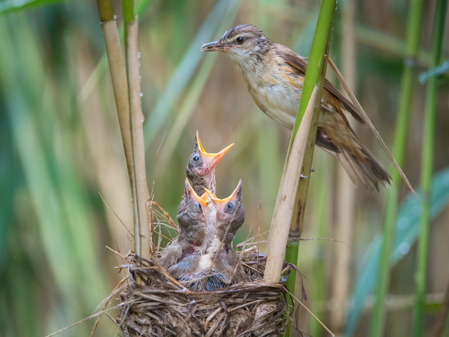 rákosník velký (Acrocephalus arundinaceus) Great reed warbler