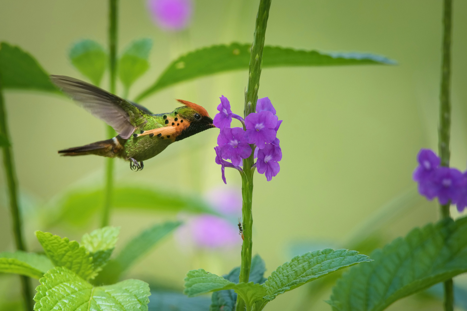 kolibřík ozdobný (Lophornis ornatus) Tufted coquette