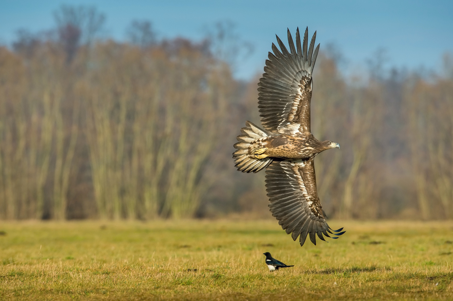 orel mořský (Haliaeetus albicilla) White-tailed eagle