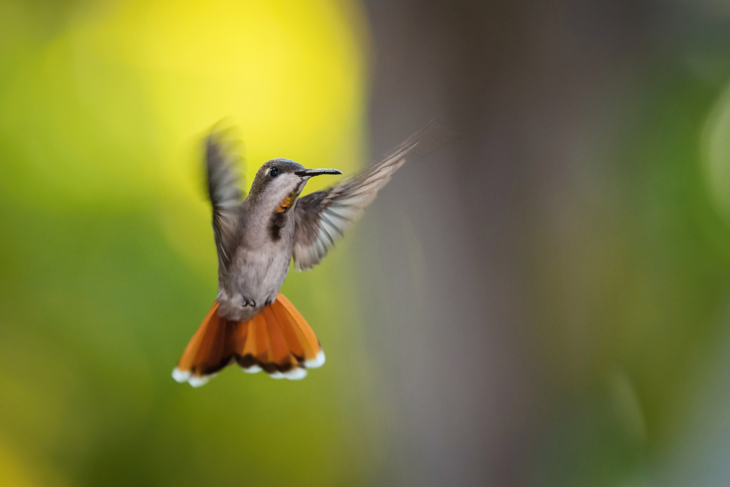 kolibřík žlutohrdlý (Chrysolampis mosquitus) Ruby-topaz hummingbird