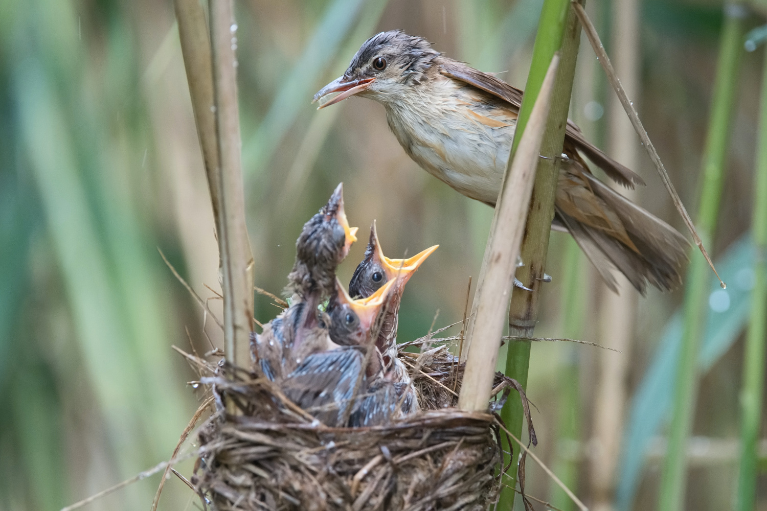 rákosník velký (Acrocephalus arundinaceus) Great reed warbler